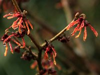 Hamamelis Hiltingbury 2016 01 23 9024